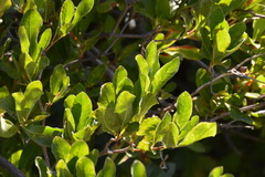 Quercus vacciniifolia