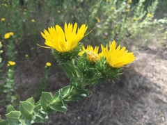 Grindelia ciliata