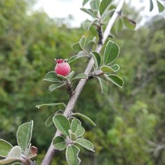 Malacomeles denticulata