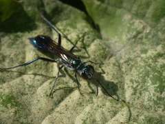 Chalybion bengalense