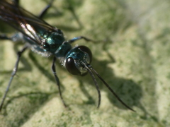 Chalybion bengalense