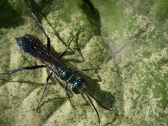 Chalybion bengalense