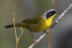 Geothlypis trichas image