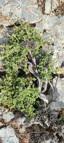 Phlomis lanata, photograph 3
