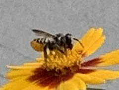 Megachile