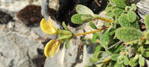 Phlomis lanata, photograph 4