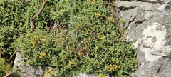 (c) fmunoz, some rights reserved (CC BY) Phlomis lanata, photograph (c) fmunoz, some rights reserved (CC BY)