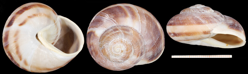 Codringtonia elisabethae
