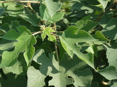 Broussonetia papyrifera