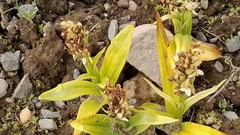 Platanthera hyperborea