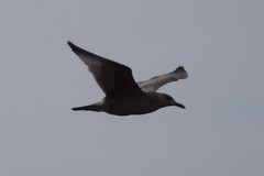 Larus argentatus image