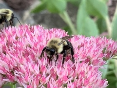 Bombus impatiens