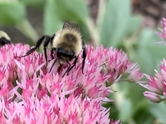 Bombus impatiens