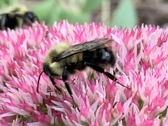 Bombus impatiens