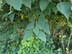 Broussonetia papyrifera