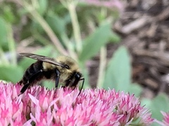 Bombus impatiens