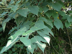 Broussonetia papyrifera