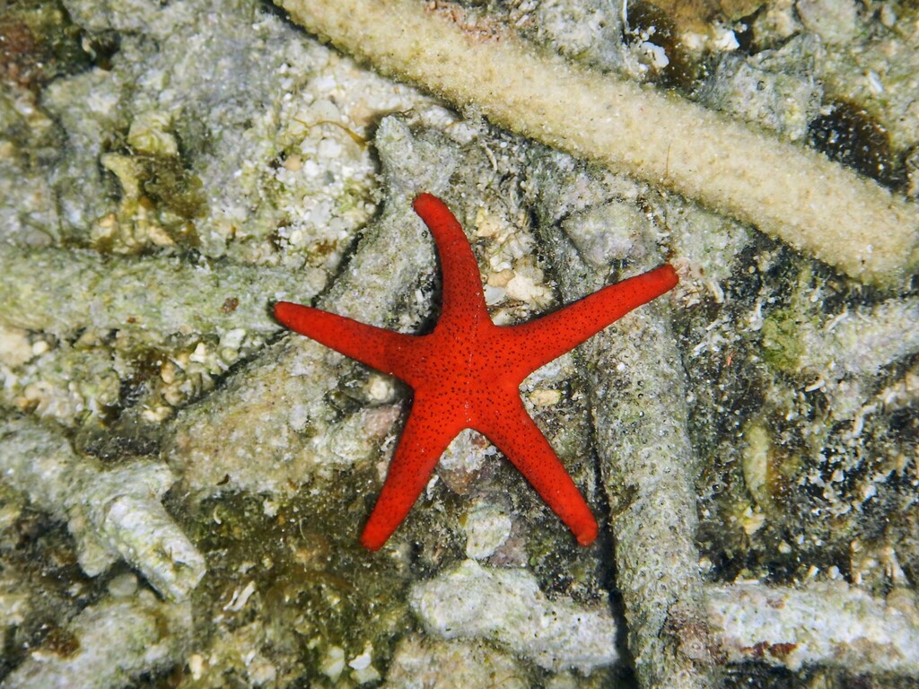 Red Sea Star