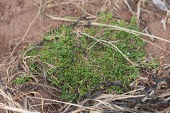 Spergularia canadensis