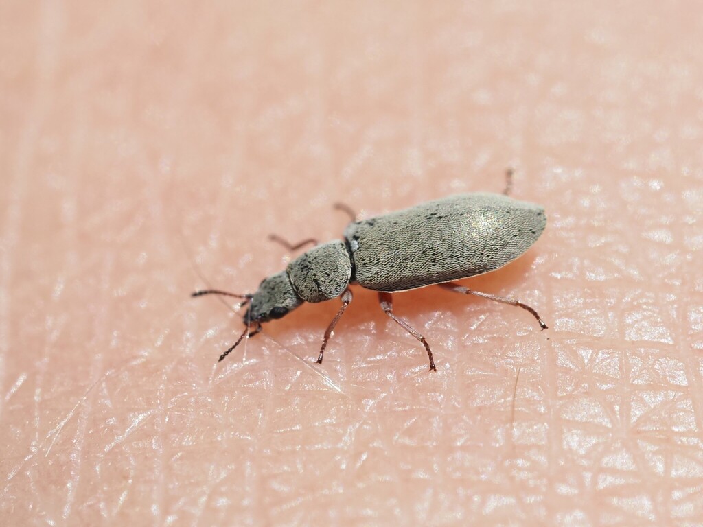 Danacea longiceps