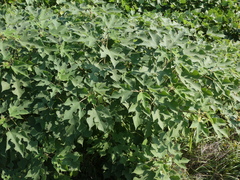 Broussonetia papyrifera