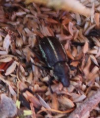 Eudiagogus