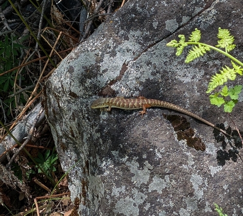 iNaturalist observation photo of Southern Alligator Lizard