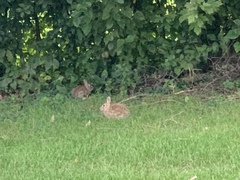Sylvilagus floridanus