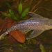 Amazon Sailfin Catfish - Photo (c) Felipe Campos, some rights reserved (CC BY-NC), uploaded by Felipe Campos