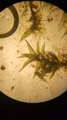 Anacamptodon splachnoides