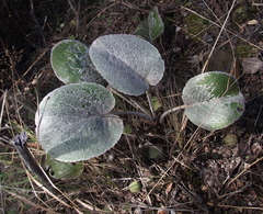 Brachyglottis haastii