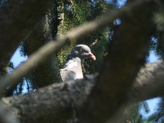 Columba palumbus
