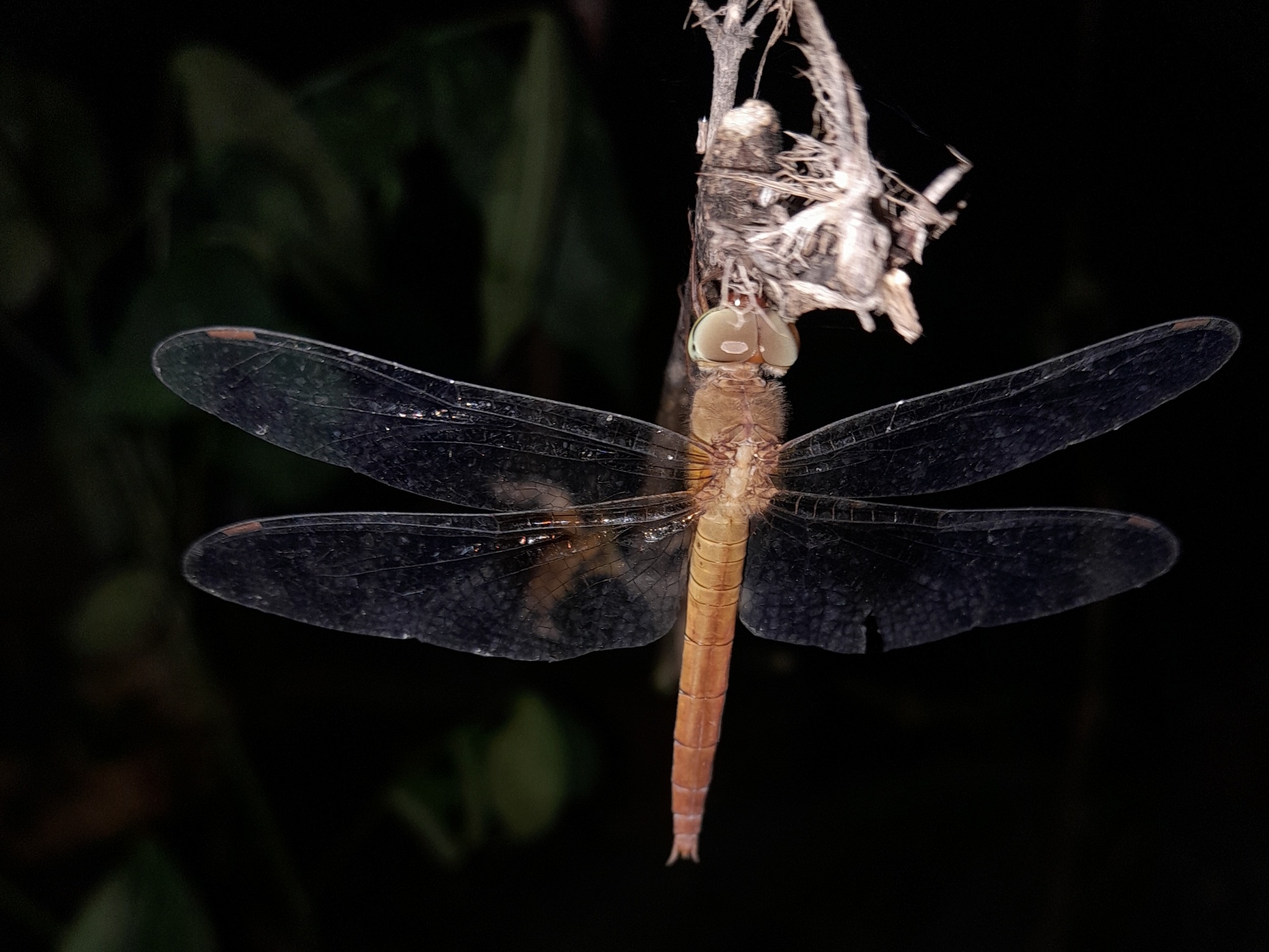 Coral-Tailed Cloudwing