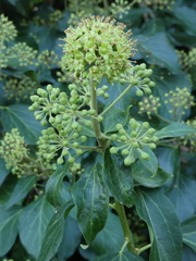 Hedera helix
