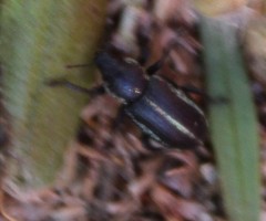 Eudiagogus