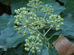 Hedera helix