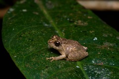 Pseudophilautus