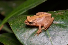 Pseudophilautus steineri