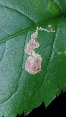Liriomyza limopsis