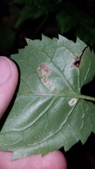 Liriomyza limopsis