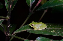 Pseudophilautus stuarti