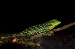 Calotes pethiyagodai