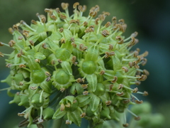Hedera helix
