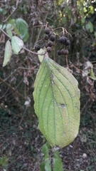 Cornus sanguinea