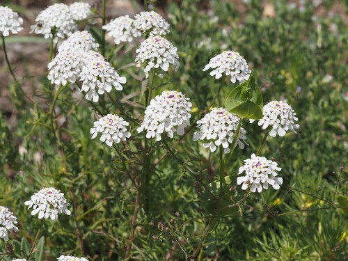 Winged Candytuft (Iberis pinnata)