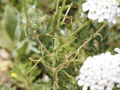 Iberis pinnata, photograph (c) Louis Aureglia, some rights reserved (CC BY)