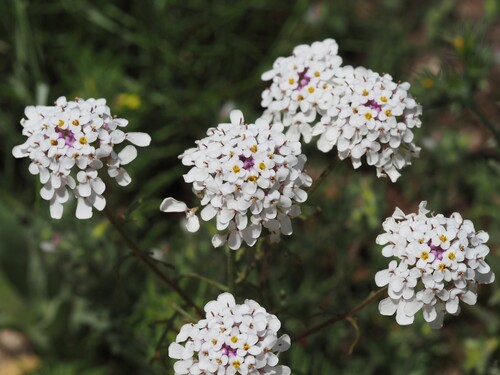 Iberis pinnata, photograph 2