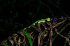 Calotes pethiyagodai