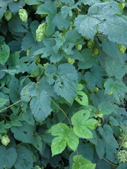 Humulus lupulus
