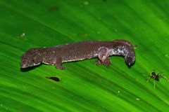 Pseudogonatodes guianensis